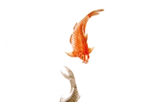 中国风传统水墨鱼