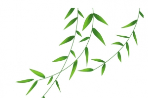 清明节水墨风风中的柳叶