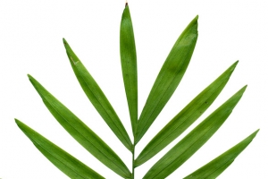 就只有一根草