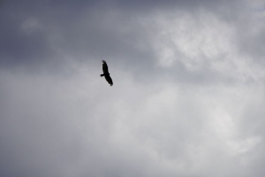 鸟 飞行 天空 云 黑白 4k壁纸 3840x2160