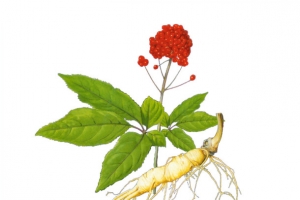 人参高清PNG透明植物装饰元素设计素材免费下载