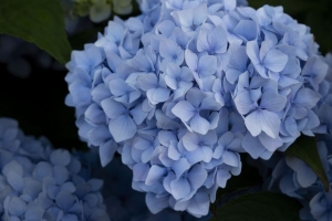 绣球花 花序 花 花瓣 蓝色 4k壁纸 3840x2160