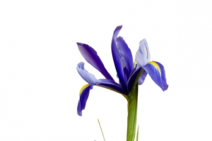 紫色鸢尾花
