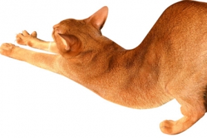 伸懒腰的黄猫