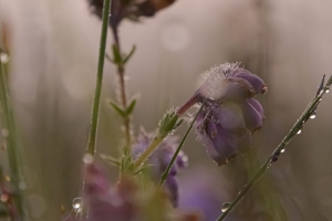 花 植物 滴 宏 模糊 4k壁纸 3840x2160
