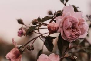 玫瑰 粉红色 花 植物 灌木 4k壁纸 3840x2160