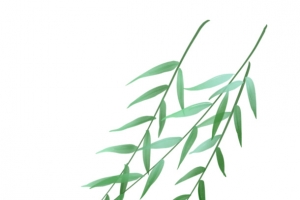 手绘植物柳枝