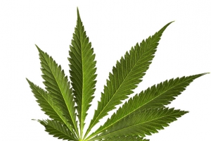 大麻绿叶子