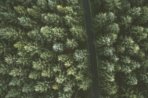 棵树 道路 从壁纸上方观看 背景4k 3840x2160