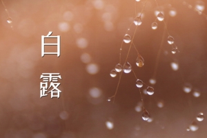 小清新白露二十四节气露珠banner