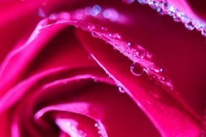玫瑰 花 花瓣 水滴 微距 粉红色 4k壁纸 3840x2160
