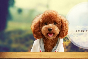 狗狗宠物狗粮摄影banner