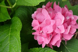 绣球花 花 花瓣 粉红色 叶子 宏观 4k壁纸 3840x2160