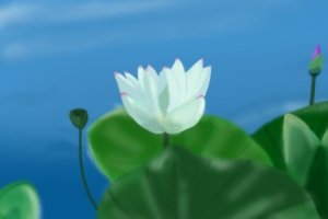 荷花 白荷 手绘 风景4k壁纸