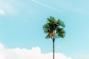 棕榈 树枝 天空 树 4k壁纸 3840x2160