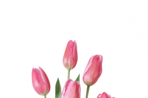绿植 百合花 装饰
