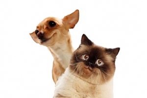 狗狗和猫咪
