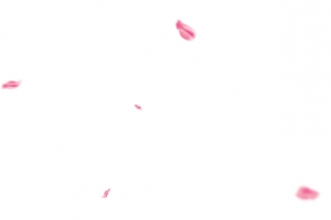 飘浮花瓣