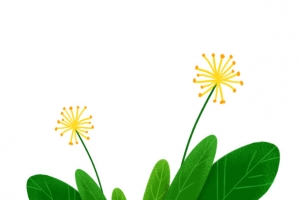 春天踏青蒲公英