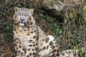  irbis 大猫 捕食者 动物 白色 4k壁纸 3840x2160