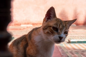 猫 一瞥 宠物 动物 4k壁纸 3840x2160
