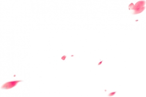 透明 花瓣 PNG透明背景素材