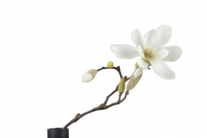 花卉