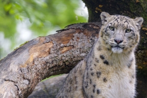 雪豹 动物 大猫 捕食者 野生 4k壁纸 3840x2160