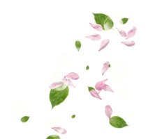 花瓣