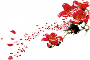 花，大红花，红色花，淘宝素材