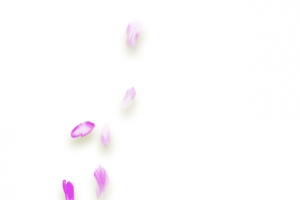 精美紫色花瓣免抠素材