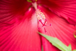 花 花瓣 花粉 微距 粉红色 4k壁纸 3840x2160