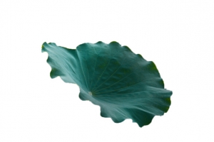 绿色装饰荷叶