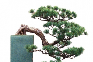 松树盆景