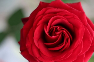 玫瑰 花瓣 花 宏 红色 4k壁纸 3840x2160