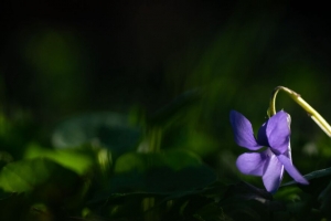 森林紫罗兰 花 花瓣 紫色 4k壁纸 3840x2160