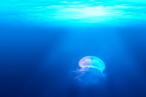 深蓝海底可爱水母