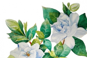 茉莉花叶子茶