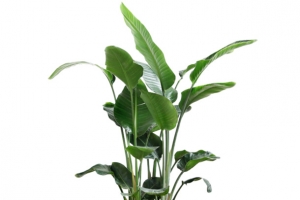 插花_花瓶_绿色植物