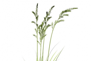 路边的小草png素材