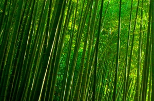 清新竹林背景