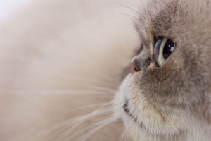 猫 一瞥 灰色 蓬松 宠物 4k壁纸 3840x2160