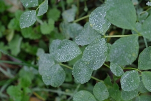 树叶 水滴 露水 植物 宏观 4k壁纸 3840x2160