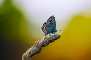 散景 景深 小麦 蝴蝶 昆虫 5K壁纸