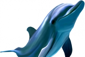 海豚
