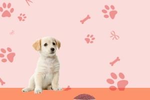 清新宠物用品卡通可爱电商banner