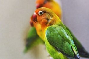  fischers lovebird 鹦鹉 鸟 彩色 4k壁纸 3840x2160