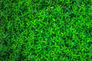 绿叶植物护眼3440x1440壁纸