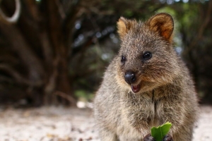 quokka 可爱 食物 可爱的动物 4k壁纸 3840x2160