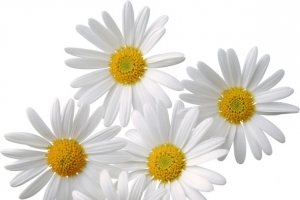 菊花小白花白花